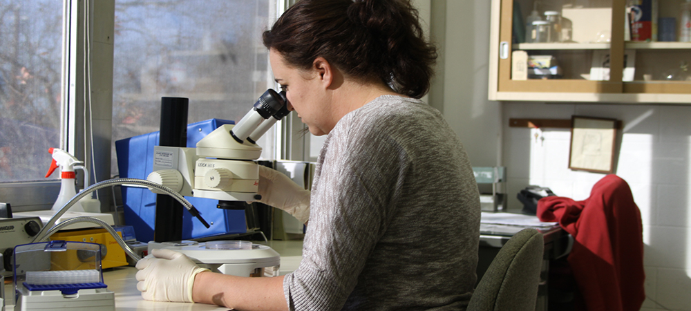 Biotechnology student looking through a microscope.